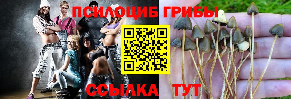 Псилоцибиновые грибы Psilocybe Десногорск